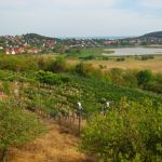 półwysep tihany winnice balaton