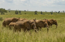 Afrykańskie szaleństwo ! Trzy państwa, trzy miasta – Wybrzeże Kości Słoniowej, Ghana i Togo z Berlina od 1418 zł.