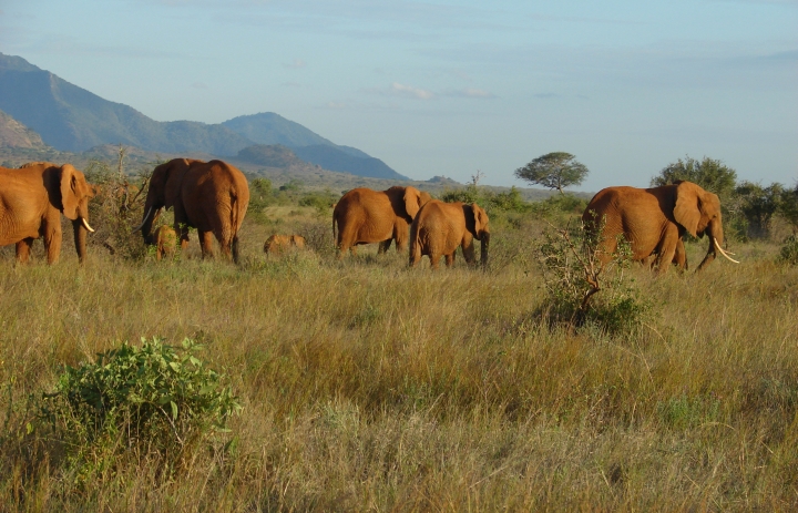 Elephants' migration through an african savanna. Kenyan Mountains and a beautiful sky at the horizon. Tsavo National Park - Kenya 2007.