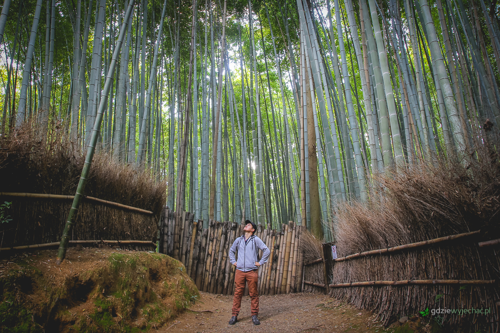 kioto bambusowy las